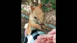 Белка просит орешки/