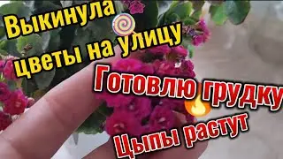 Почему выкинула цветы, личный рецепт куриной грудки, цыплята заполняют клетку, масленица, пмж на юг