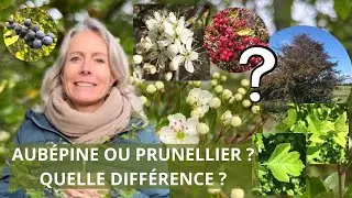 Différence entre aubépine et prunellier