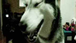 Mishka says 