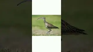 #shorts🐦👍Малый кроншнеп