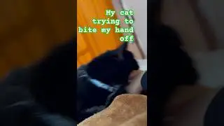 Funny Catbite 