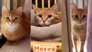 Мякиш