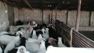 Сталику Ханкишиеву. Резать барана по Исламу.