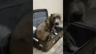#Дэйз собралась в отпуск. #питбуль #Собака #отдых