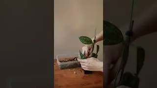 Укоренение хойи #хойя