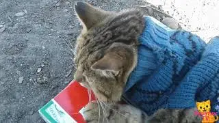 Алиса шукає скарби 😄😄😄