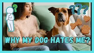 Why My Dog Hates Me?
