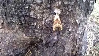 Angle Shades Moth in Skegness
