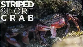 Wildlife Feature | Striped Shore Crab