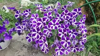 Гортензии. Самые лучшие растения для балкона