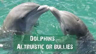 Dolphins: Altruistic or bullies?