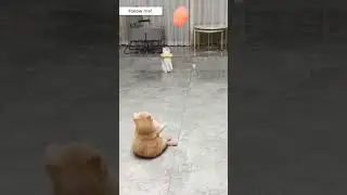 Приколы с котами! С озвучкой!