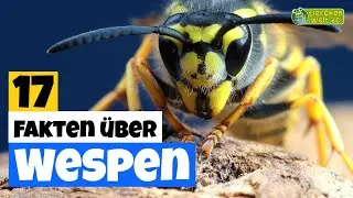 17 Steckbrief-Fakten über die Wespe 🐝 - Doku-Wissen über Tiere - für Kinder