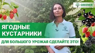 Обрезка и уход осенью. Смородина, малина, крыжовник и ежевика нуждаются в этом.