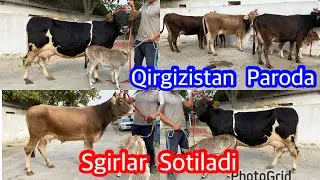 OQ QULOQ OQ TUMSHUQ YUVVOSH QIRGIZISTAN PARODA SGIRLAR SOTILADI . Dastafka Be  Pul .