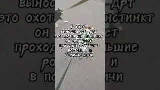 факты о дрт