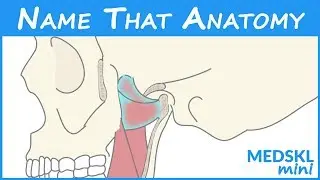 Name That Anatomy - Episode 187
