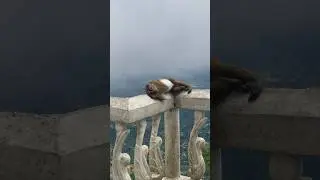 Обезьянка уснула 