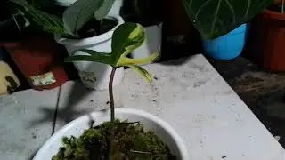 philodendron flobe trah mewah sale