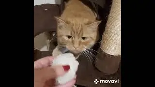 питбуль...мячик любимая игрушка)))