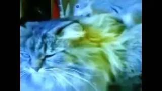 КОТ И БЕЛКА