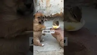다람쥐와 친구하고 싶은 강아지