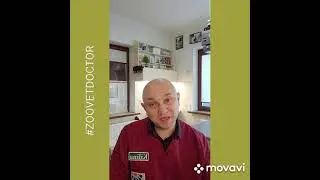 Осложнения после операций у собак и кошек, защита швов и ран после операций, советы ветеринара, блог