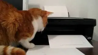 Elmo, Cat vs Printer