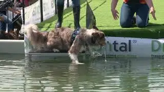 Latające Psy Poznań 2019 podsumowanie video