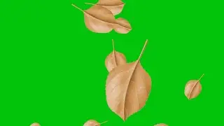 Leaf Green Screen leaf fall  dawn no copyright