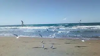 Чайки
