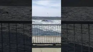Сброс воды. ДНЕПРОГЭС. 17.04.2023