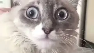 Кошка в шоке