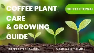 🟢🔆 Coffee Plant Care & Growing Guide | Coffea Arabica 🥃🔯