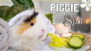 Guinea Pig Spa Day! 🐹🧼