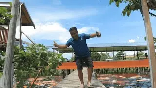 This Pond can raise more than 10,000 Hito!