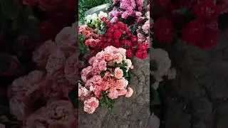 Срезка роз для окулировка