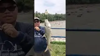 #hampala #mancing #mancingmelem #shortvideo #short #shorts