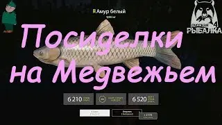 Русская рыбалка 4. Фидер на Медвежьем. Амур на картошку.