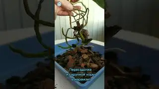 Пересадка из крупной коры в керамзит 