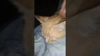 зайка