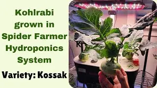 Kohlrabi grown in Spider Farmer Hydroponics System, Variety Kossak