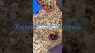 Сюрприз в контейнере Купили хомячиху а она оказалась ждет хомячков #kinder #surprise #mouse #animals