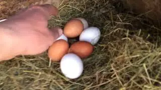 Яйко, млєко, локдауну ніхт ферштейн.))