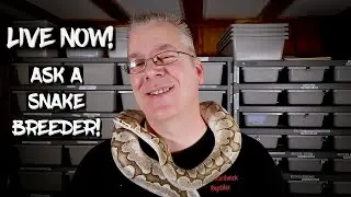 Live Now!  Ask A Ball Python Breeder!  Ask Me Anything!