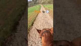 Pete’s 1st head cam 🧡 #shorts #gallop #horse #lifeafterracing