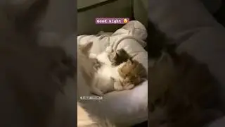 👶🏻😻😴 bobo #kitten #baby #cute #music #cutebaby #love #animals #cat #catlover #kucing #kucinglucu