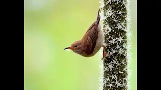 Mastering Bird behavior!!