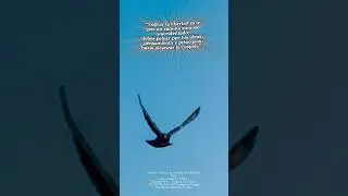 #libertad #birds #aves